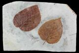 Two Fossil Leaves (Beringiaphyllum, Davidia) - Montana #101965-1